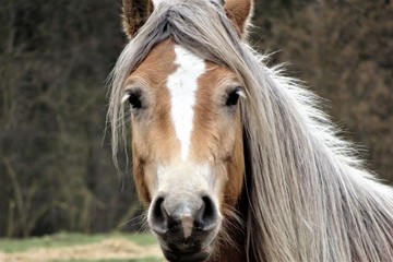 horses silver  © Benno Glombiowski