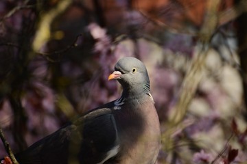 Taube Vogel Baum Äste Blüten blühen Frühling Federkleid Tier Portrait Augen Flügel