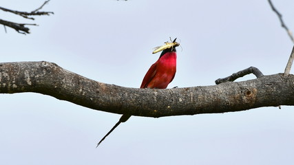 carmine bee eater with insect in bill,South Africa