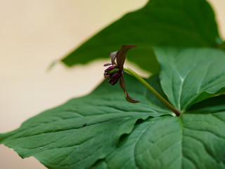 初夏の森に自生するエンレイソウ