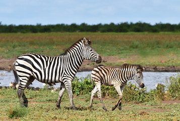 Fototapeta na wymiar zebras at waterhole in Kruger national park in South Africa