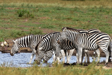 Obraz na płótnie Canvas zebras at waterhole in Kruger national park in South Africa