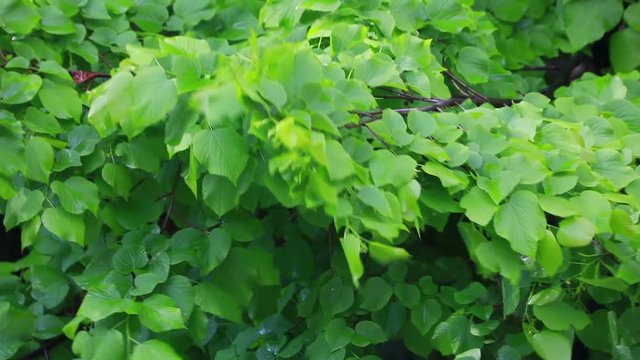 urginea maritima flover