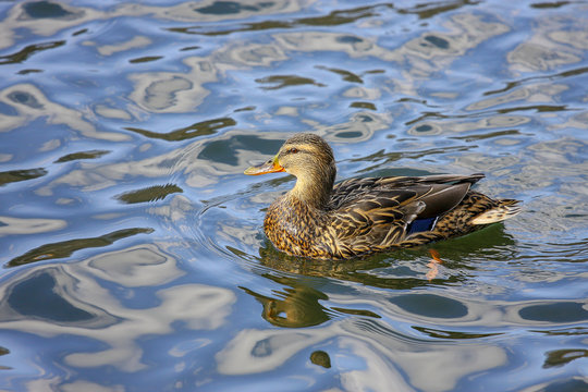 Duck in water. Duck in water during spring