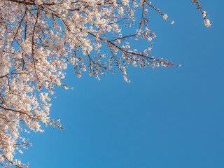 桜満開 春満開 花見