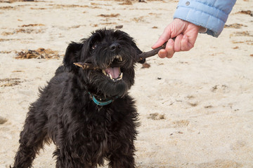 owner with his dog playing on the beach