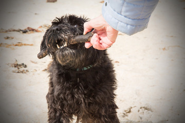 owner with his dog playing on the beach