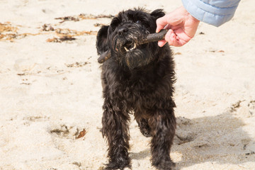 owner with his dog playing on the beach