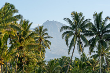 Fototapeta na wymiar A morning view of Mt Rinjani trough some palm trees on Lombok, Indonesia