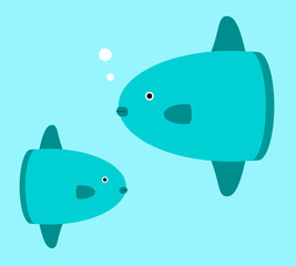 水中を泳ぐマンボウ達