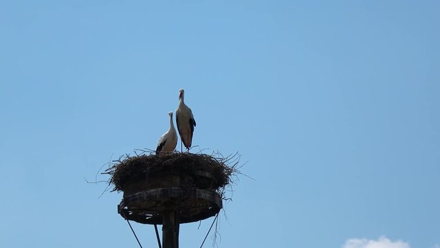 Zwei St&ouml;rche in ihrem Nest vor blauem Himmel