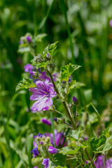 The plant (Malva sylvestris) grows close-up in spring
