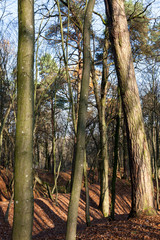 Fototapeta premium autumn park, late autumn