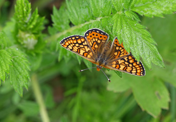Obraz premium Nazuğum butterfly ; Euphydryas aurinia
