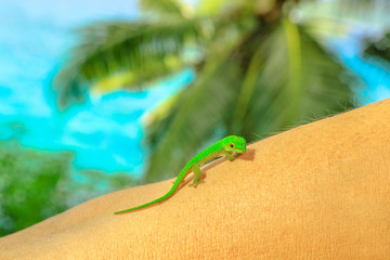 Close up of Giant Day Gecko, species Phelsuma sundbergi, also called La Digue day gecko on a...