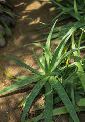 young fresh leaves of the medicinal plant Aloe vera in the garden of medical plants and spices in Sri Lanka