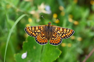 Nazuğum butterfly ; Euphydryas aurinia