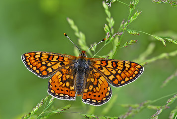 Nazuğum butterfly ; Euphydryas aurinia