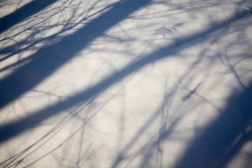 Shadows from trees