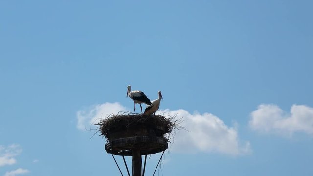Zwei St&ouml;rche in ihrem Nest vor blauem Himmel
