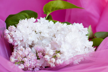 Fluffy lilac on pink background. blooming flower.