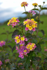 flowers in the garden