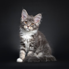 Fototapeta na wymiar Cute blue tabby Maine Coon cat kitten, sitting side ways. Looking at lens with radiant brown eyes. Isolated on black background. Tail curled around body.