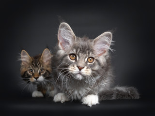 Cute blue tabby Maine Coon cat kitten and sibling, laying down facing camera. Looking  at lens with radiant brown eyes. Isolated on black background.