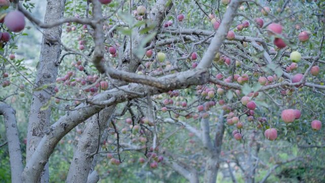 Beautiful Red apples in Apple Orchard in Himalayas. Himalayas Apple. Uttarakhand Apple. Upper Himalayas Apple.India Apples.Apples Blooming trees.