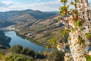View of the terraced vineyards in the Douro Valley and river near the village of Pinhao, Portugal....
