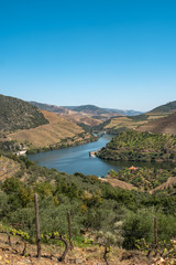 Fototapeta premium View of the terraced vineyards in the Douro Valley and river near the village of Pinhao, Portugal. Concept for travel in Portugal and most beautiful places in Portugal.