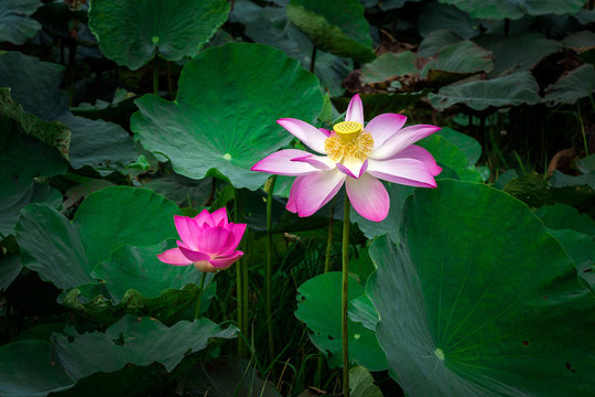 Lotus – Vietnam’s national flower - Image