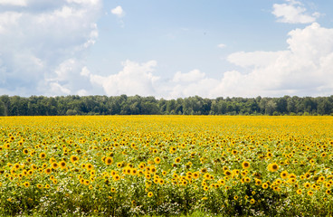 Fototapeta premium sunflower field on a summer day with a little cloudy