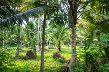 Obraz premium Palm jungle in Sri Lanka