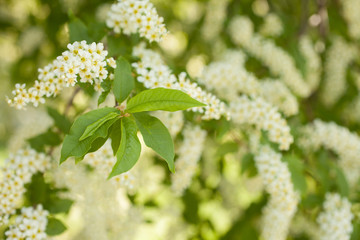 The buds that bloom on the tree Prunus padus, known as bird cherry, hackberry, hagberry, or Mayday tree. The first flowers on the trees in spring. Honey and herbs