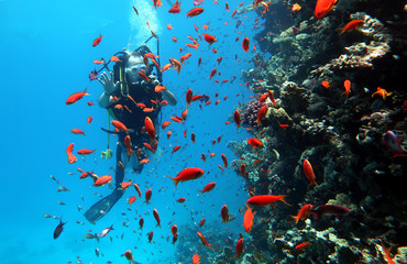 Fototapeta na wymiar Diving in the Red Sea in Egypt, tropical reef