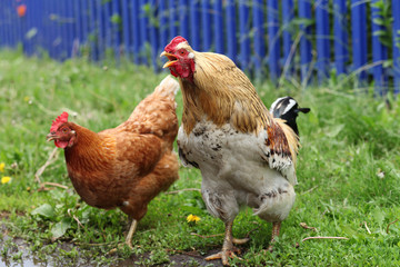 Colorful domestic hen and cock near the fence