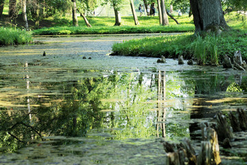 Lake in the park