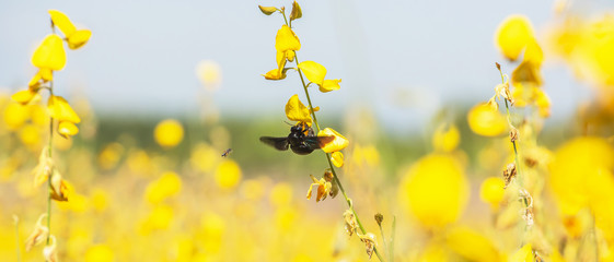 Bumblebee and bee pollinating Sunn Hemp flowers.