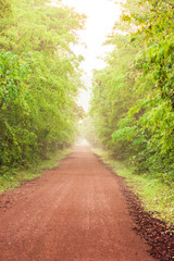 Naklejka na ściany i meble Empty dirt road in a tropical forest.