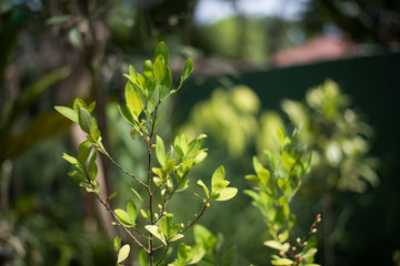 Leaves and berries of the plant Erythroxylum coca in botanical garden of plants and spices in Sri Lanka