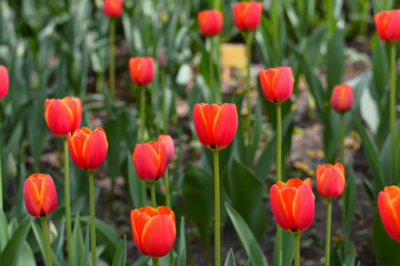 The pretty color of peach tulips beginning to open under the warmth of Springtime sunshine