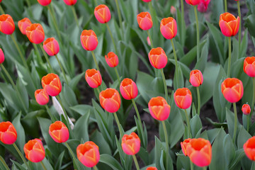 The pretty color of peach tulips beginning to open under the warmth of Springtime sunshine