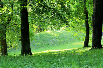Park in the summer
