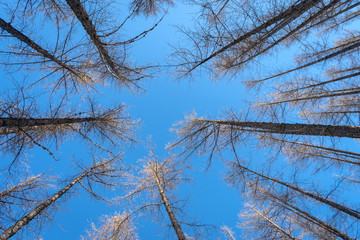 Obraz premium Naked larch trees against blue sky background in winter sunny day