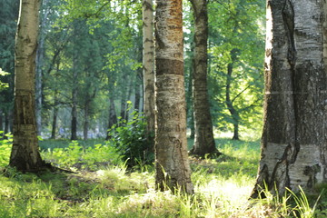 trees in the forest