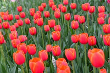 The pretty color of peach tulips beginning to open under the warmth of Springtime sunshine