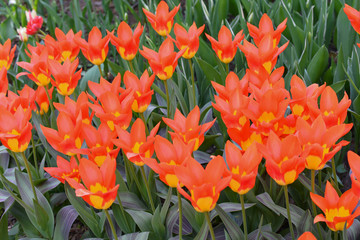The pretty color of peach tulips beginning to open under the warmth of Springtime sunshine