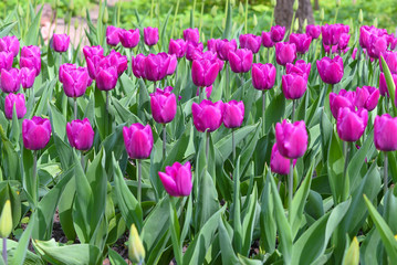 The pretty color of peach tulips beginning to open under the warmth of Springtime sunshine