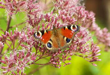 beautiful orange peacook monarch butterfly on a pink flower sipping nectar and spreading pollen on a warm summer day